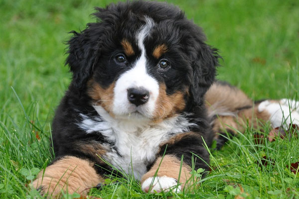 Cucciolo di Bovaro del Bernese che osserva