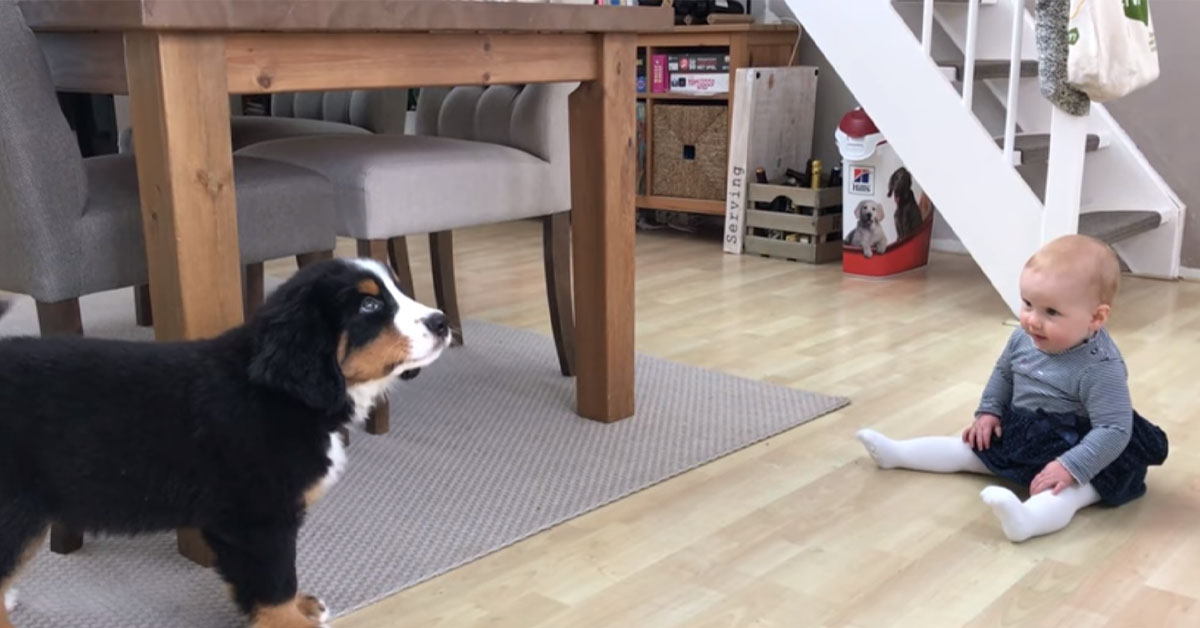 Cucciolo di Bovaro del Bernese incontra per la prima volta un bambino (video)