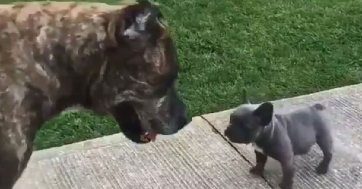 Cucciolo di Bulldog Francese riesce a far scappare un Corso adulto (video)