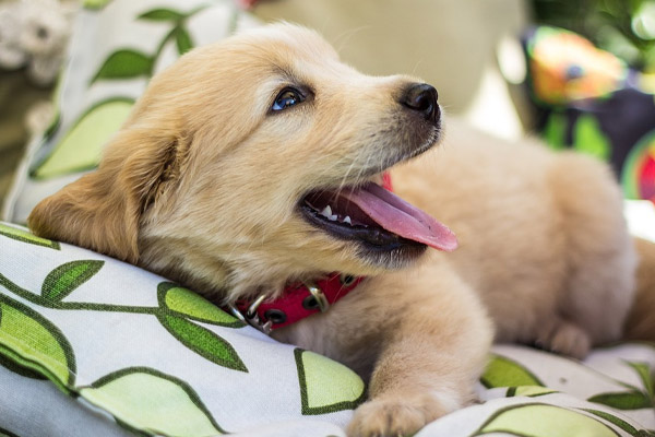 Cucciolo di Golden Retriever felice