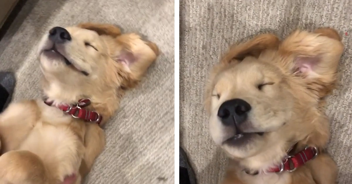 Cucciolo di Golden Retriever si gode il massaggio e il video conquista il web