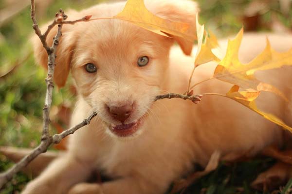 Golden Retriever con un legnetto in bocca