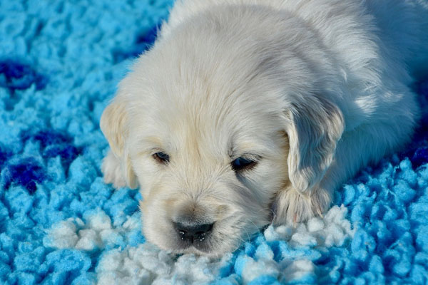 Cucciolo di Golden Retriever si riposa