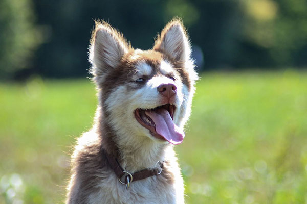 Cucciolo di Husky che osserva