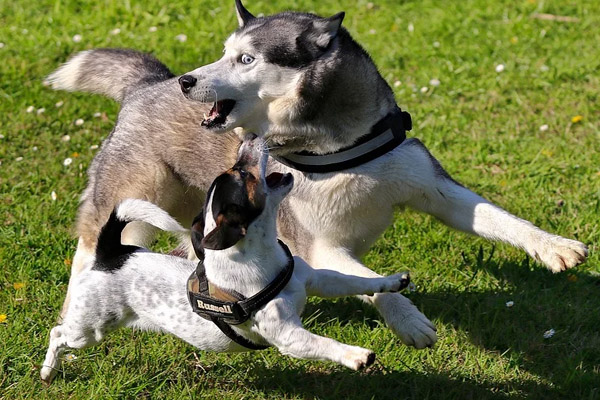 Due cani che giocano