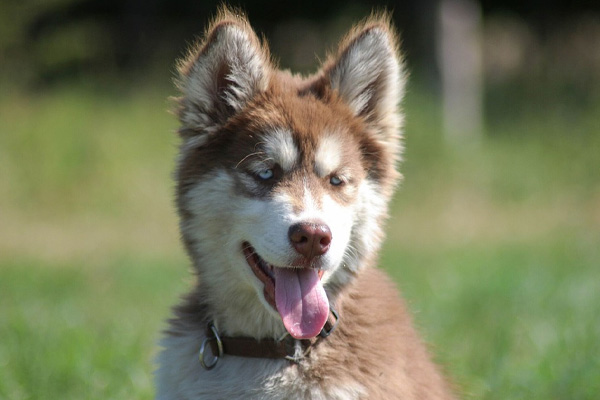 Cucciolo di cane che osserva