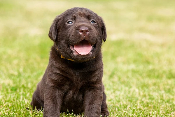 Cucciolo di Labrador che osserva