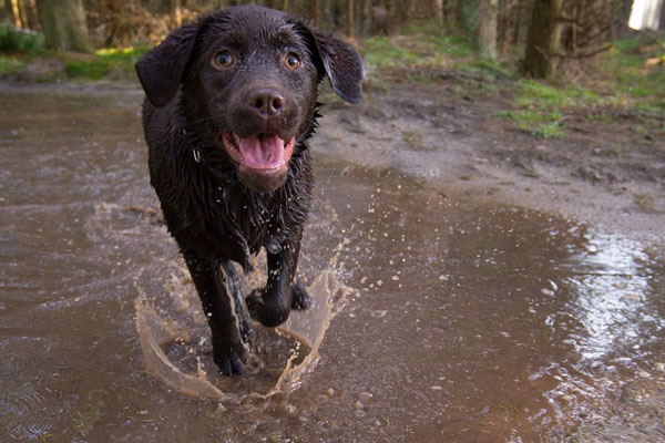 Labrador che corre