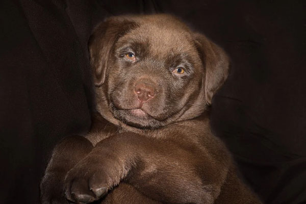 Cucciolo di Labrador che osserva