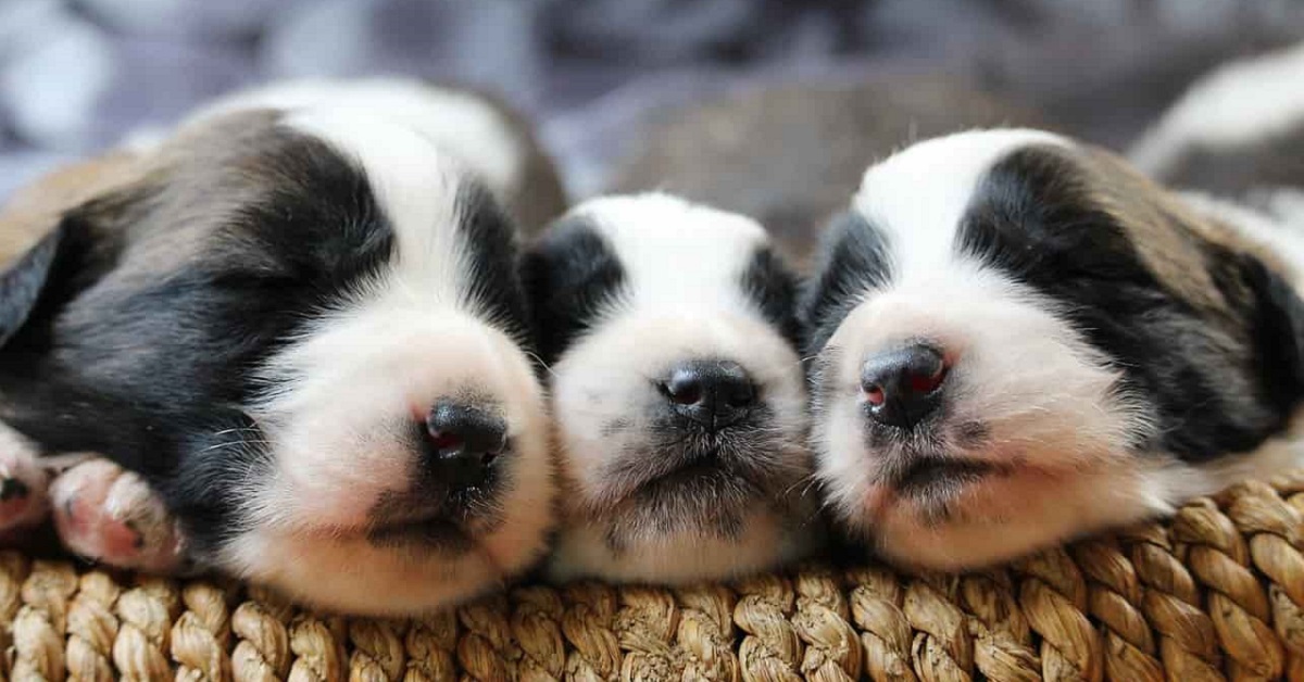 Cucciolo di cane abbandonato dalla madre, perché e cosa fare?