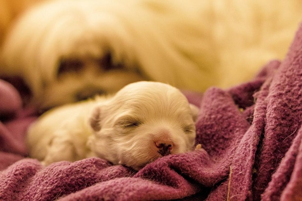 cucciolo di cane con la mamma