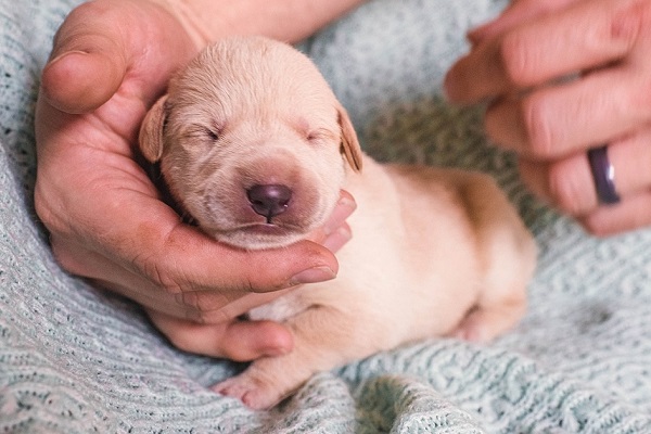 cucciolo di cane appena nato