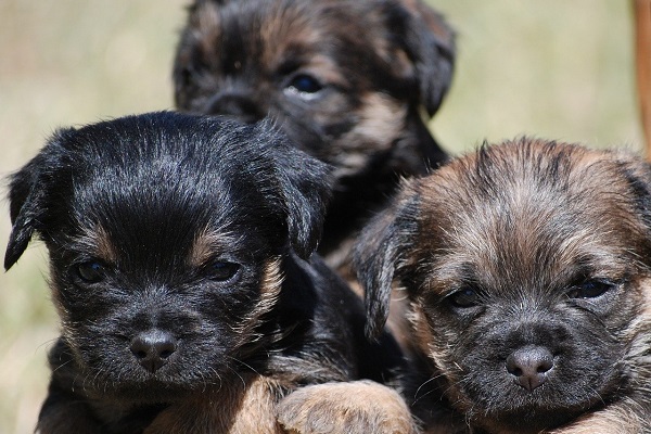 Cuccioli di cane all'aperto