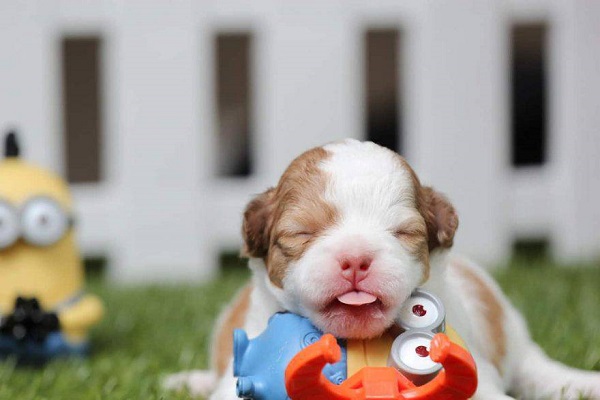 cucciolo di cane in giardino con i suoi giochi