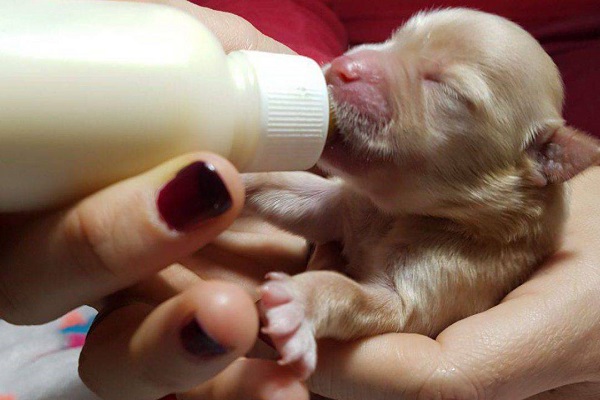 cucciolo di cane che beve il latte dal biberon