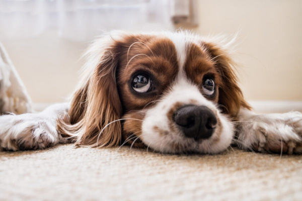 cucciolo di cane che vomita