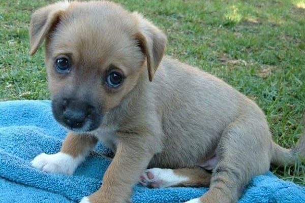 cucciolo di cane come gestirlo