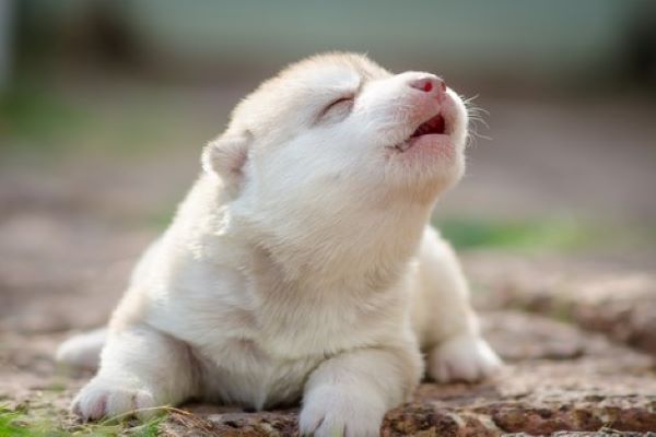 cucciolo di cane comportamenti