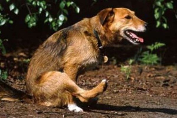 cucciolo di cane comportamenti