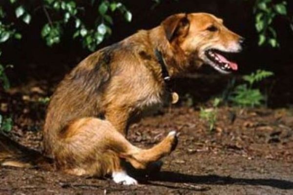 cucciolo di cane comportamenti