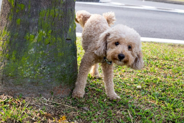 Cucciolo di cane dove fargli fare pipì
