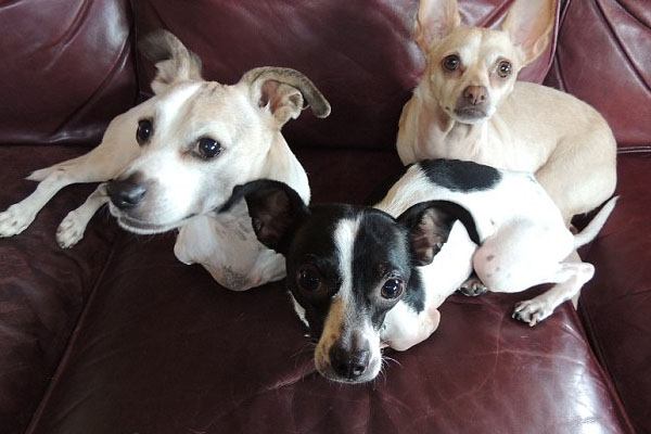 Tre cagnolini su un divano
