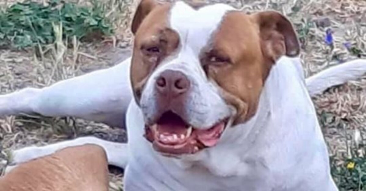 Dopo il decesso del suo padrone il cane Achille ha trovato una nuova famiglia