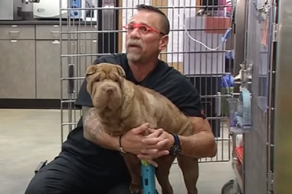 dovey sharpei video