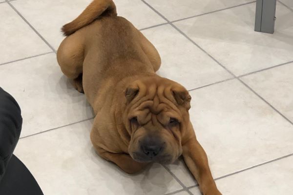 dovey sharpei video