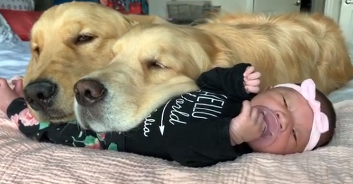 Due Golden Retriever dormono con una bambina e il video intenerisce il web