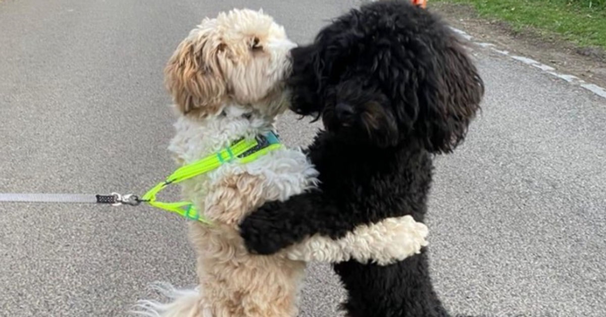 Due cani fratelli si riconoscono per strada e si abbracciano