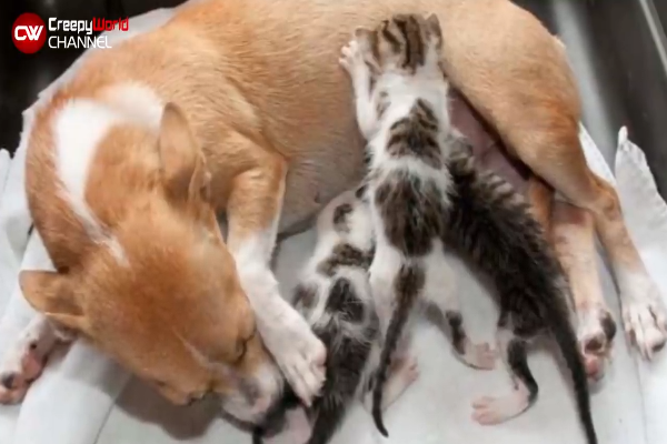 cuccioli di gatto e cane