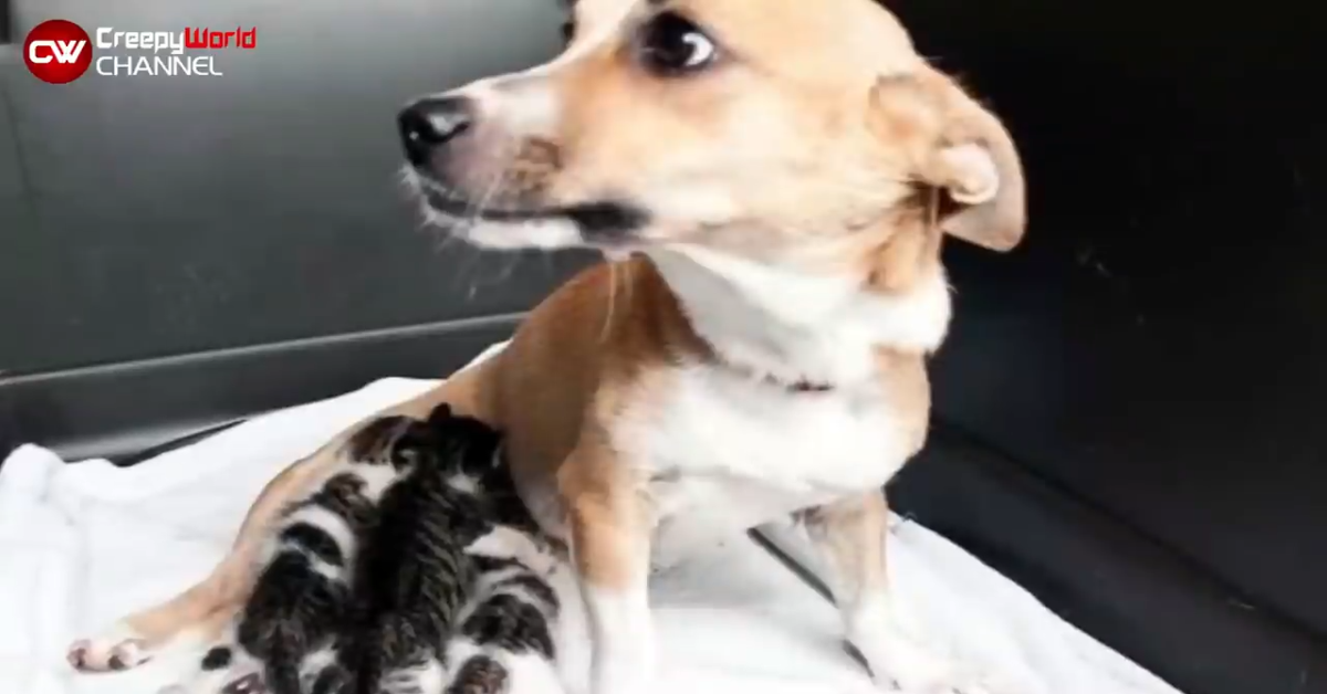 Cagnolina dolcissima allatta dei gattini: il suo amore è incondizionato (VIDEO)