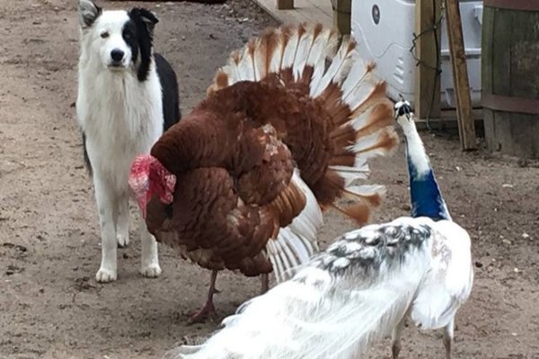 Cane e tacchino