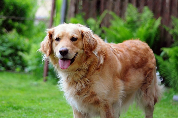 Golden Retriever osserva