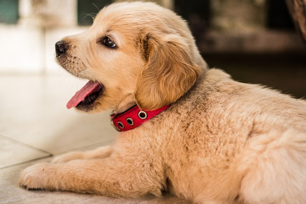 Cucciolo di Golden Retriever che osserva