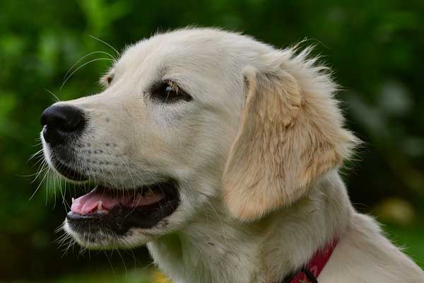 Cane che osserva