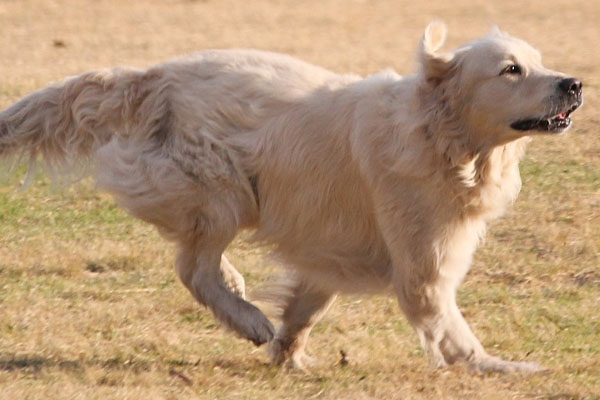 Golden Retriever corre