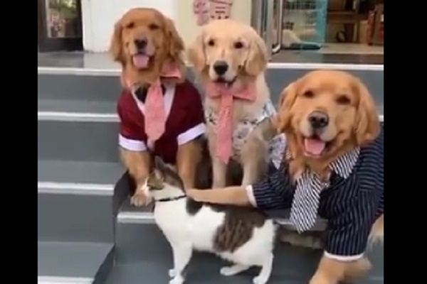 golden retriever gatto video