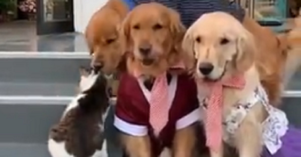 Golden Retriever trova il modo per convincere un gatto a farsi una foto (video)