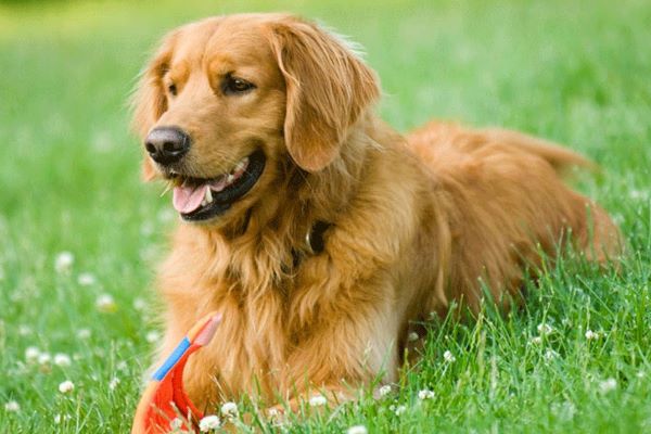 golden retriever pasta video