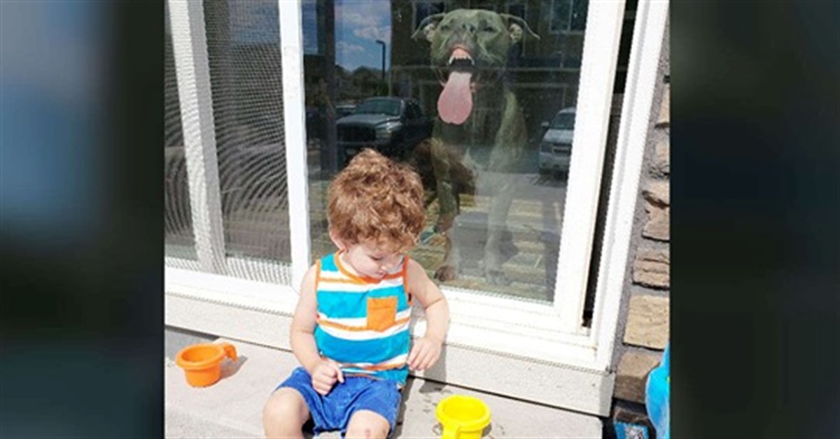 Gus, il pitbull che “rovina” tutte le foto dei bambini della famiglia