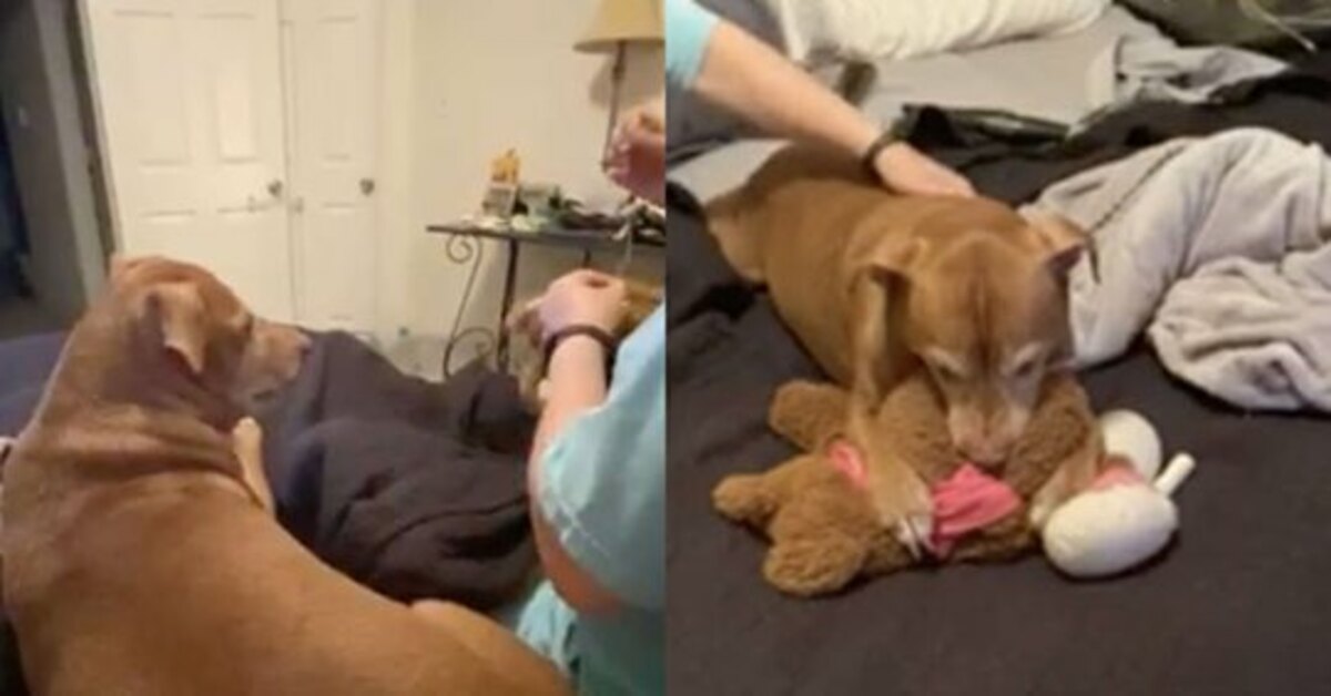 Hooch, il cagnolino che non riesce a separarsi mai dal suo peluche preferito