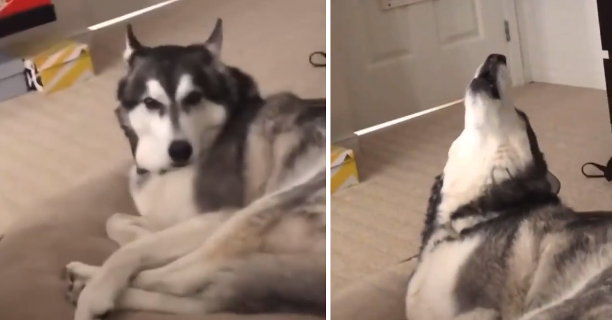 Husky “canta” insieme all’assistente Google e il video conquista il web