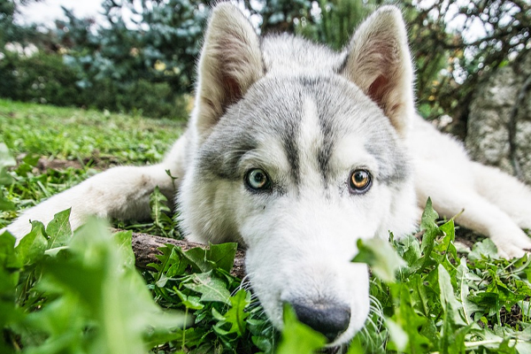 Husky sdraiato in un prato