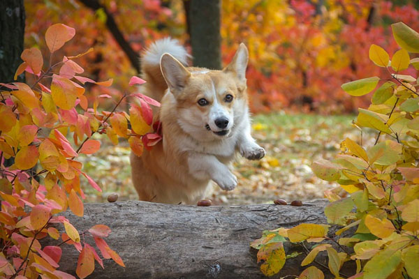 Cane Corgi che salta