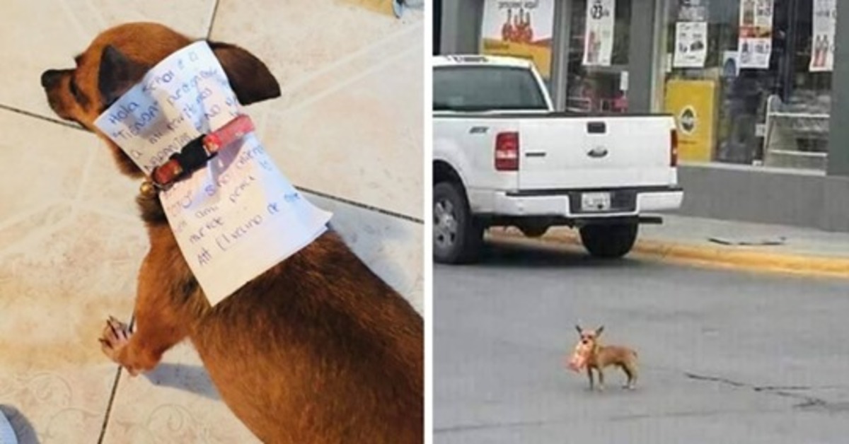 Il Chihuahua in quarantena è andato a prendere un pacchetto di Cheetos al suo proprietario