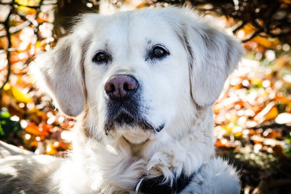 Cane che osserva