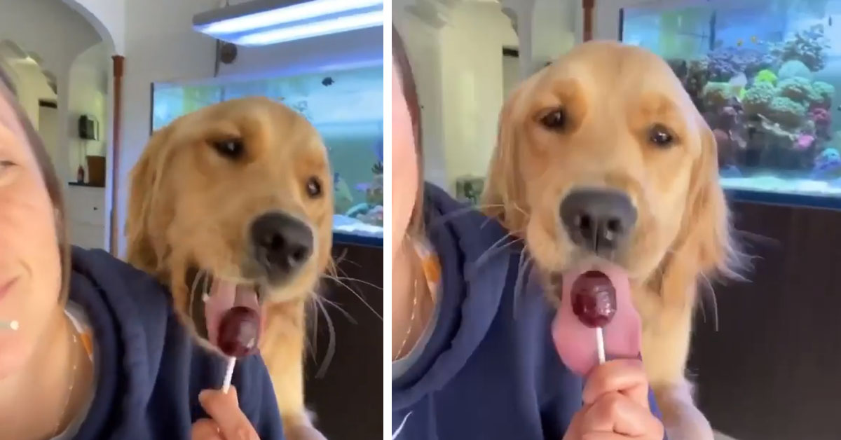 Il Golden Retriever va pazzo per il Lecca Lecca (video)