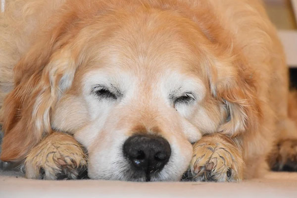 Golden Retriever dorme